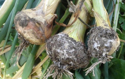 Гниль біла денця